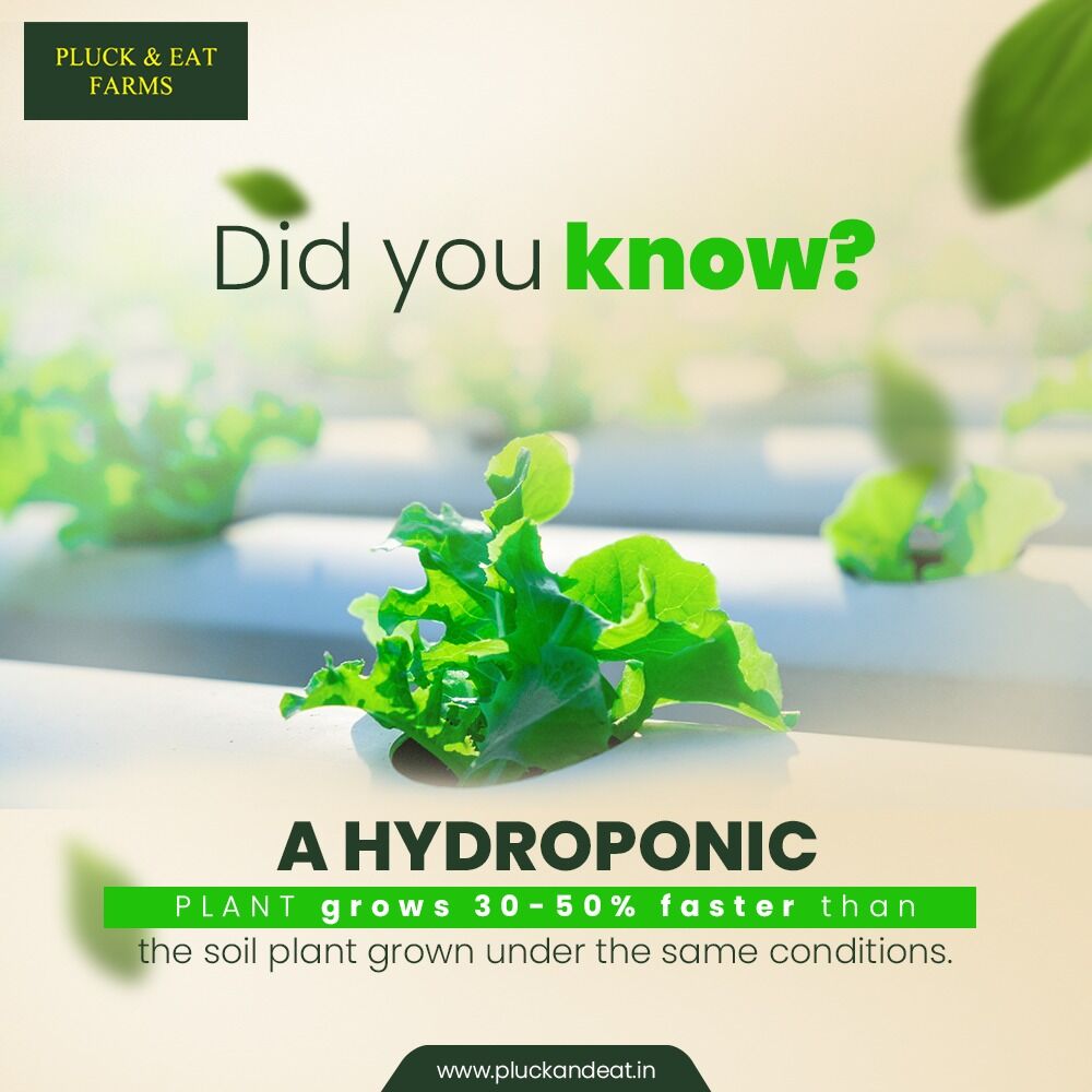 EatPluck's tweet photo. With Hydroponic framing, we can produce twice the food in half the time &amp; land area than possible with traditional methods of farming. Now, that feels like a superpower. 

#pluckandeat #pluckandeatfarms #hydroponicfarms #vegetables #food #healthyfood #vegan #vegetarian #foodporn https://t.co/iz17havmY5