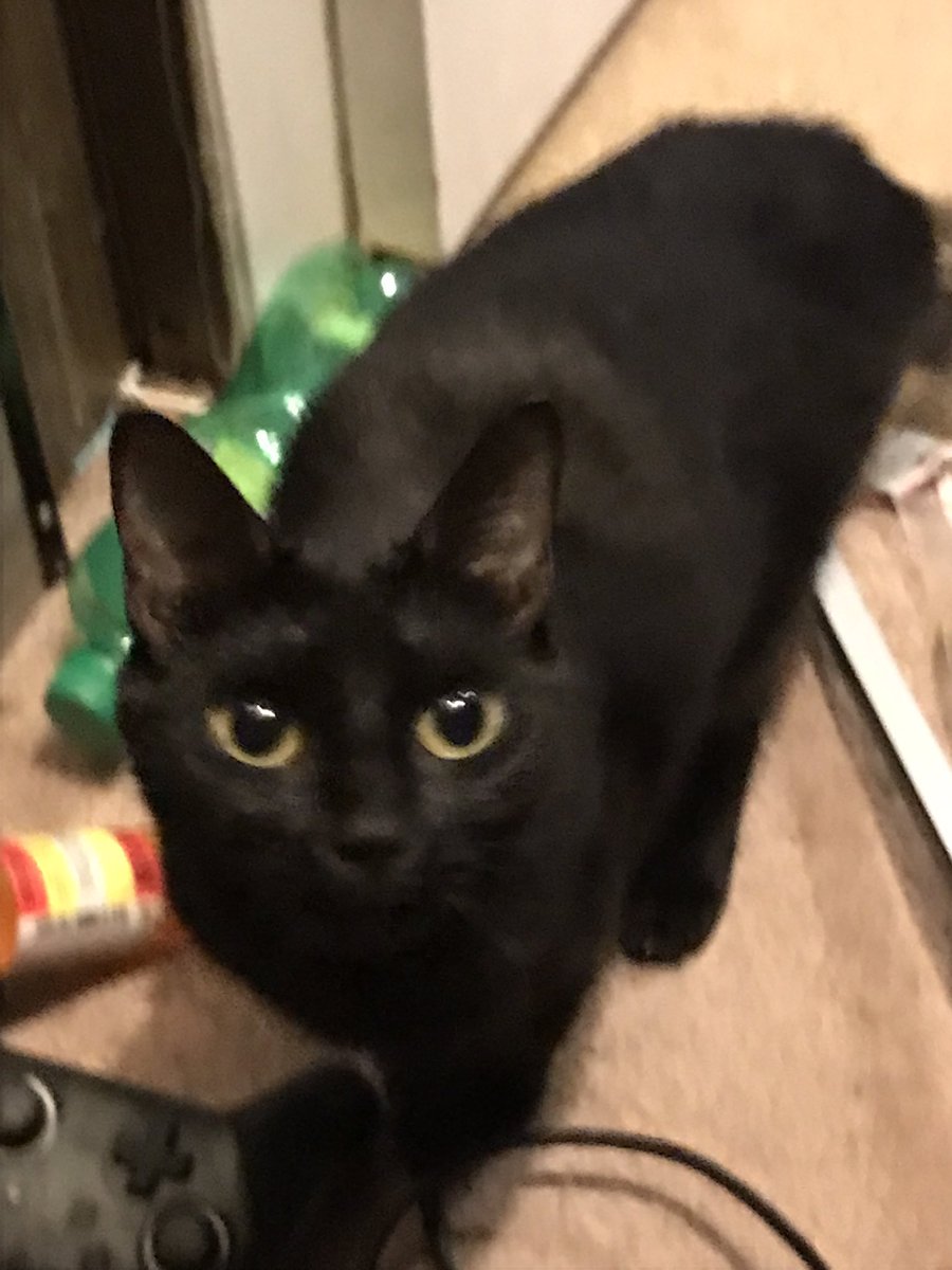 TheSharkInDark's tweet photo. Pussy https://t.co/HG3iOfYzVV