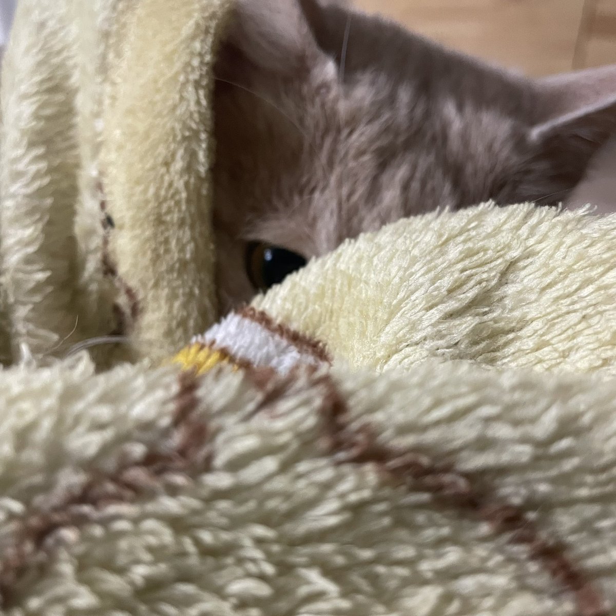 withmypotato's tweet photo. 담요돌돌감자말이 https://t.co/trlchGHpRE