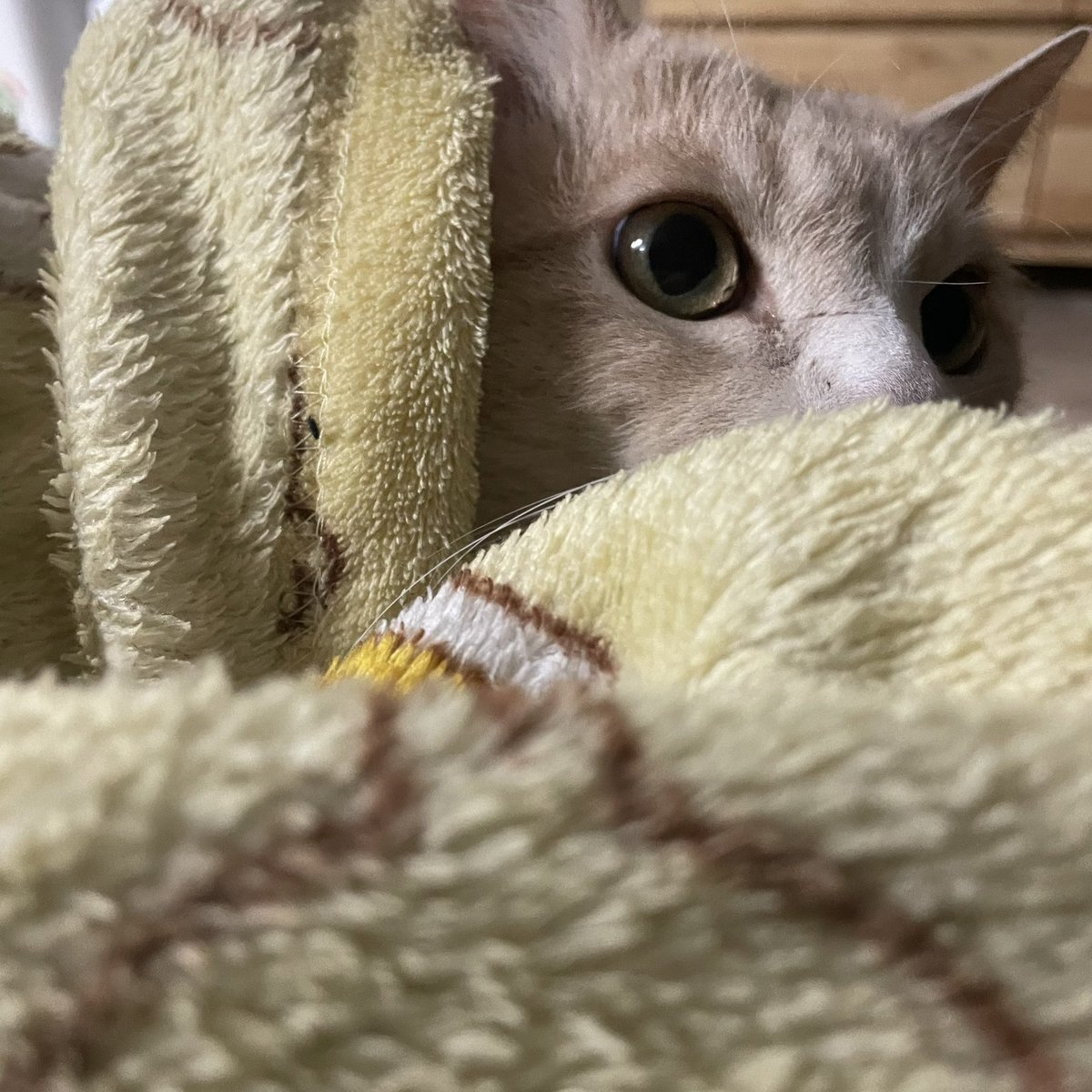 withmypotato's tweet photo. 담요돌돌감자말이 https://t.co/trlchGHpRE