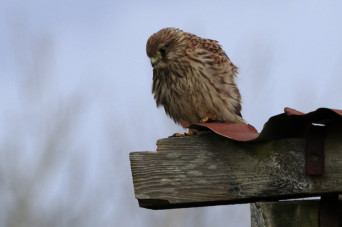 Jthomas123Jay's tweet photo. Female Kestrel
#kidwellyquay #TwitterNatureCommunity π¦
https://t.co/WSFIX1zAm3