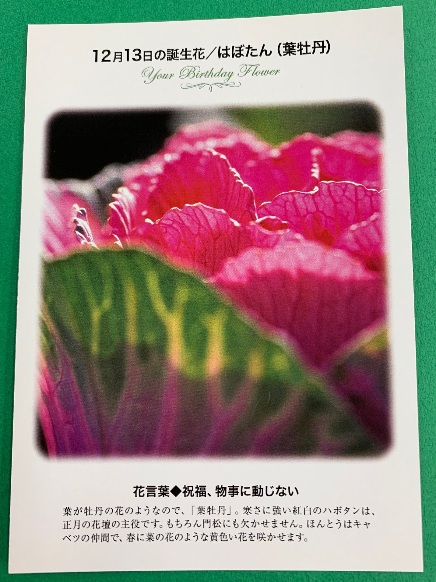 紀伊國屋書店 梅田本店 誕生花ポストカード 12 13の 誕生花 は はぼたん 葉が牡丹の花のようなので 葉牡丹 寒さに強い紅白のハボタンは 正月の花壇の主役です もちろん門松にも欠かせません 花言葉 は 祝福 物事に 動じない 只今文具