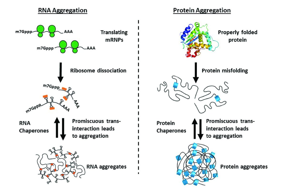 Are stress granules the RNA analogs of misfolded protein aggregates? Both RNA and proteins can form promiscuous interactions. Similar to the protein chaperones, the RNA chaperones limit self-assembly. #RNASpecialIssue #condensates 
➡️bit.ly/32JtPz0