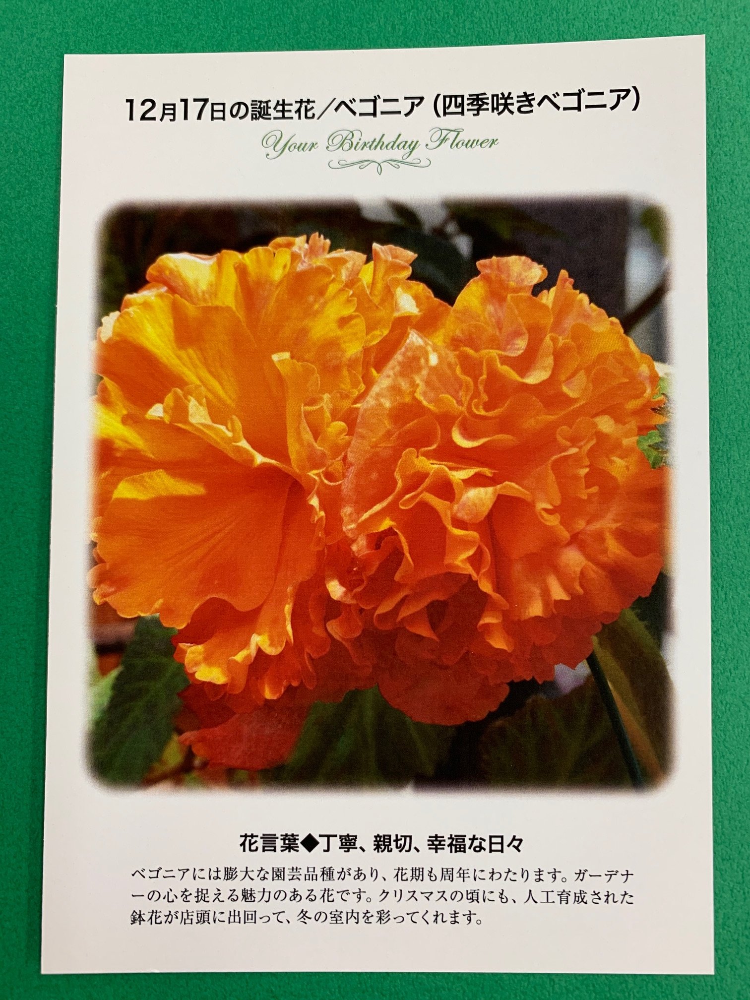 紀伊國屋書店 梅田本店 誕生花ポストカード 12 17の 誕生花 は ベゴニア 膨大な園芸品種があり ガーデナーの心を捉える魅力のある花です クリスマスの頃にも 鉢花が店頭に出回って 冬の室内を彩ってくれます 花言葉 は 丁寧 親切 幸福な 紀伊國屋書店 梅田本店 誕生花ポストカード 12 17の 誕生花 は ベゴニア 膨大な園芸品種があり ガーデナーの心を捉える魅力のある花です クリスマスの頃にも 鉢花が店頭に出回って 冬の室内を彩ってくれます 花言葉 は 丁寧 親切 幸福な