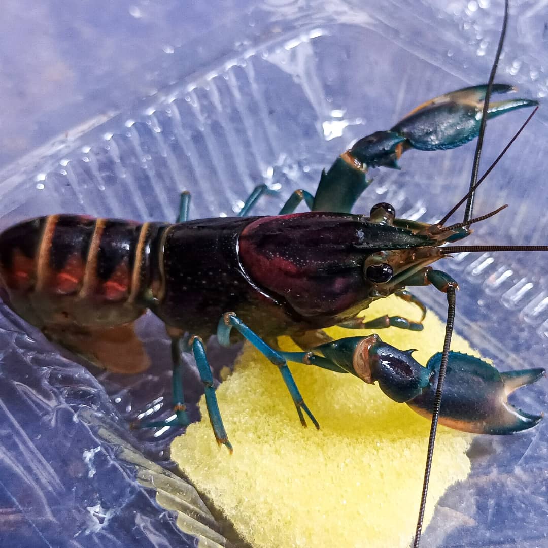 ArrosyiidRidwan's tweet photo. #cherax pulcher https://t.co/ccDsu1KPEd