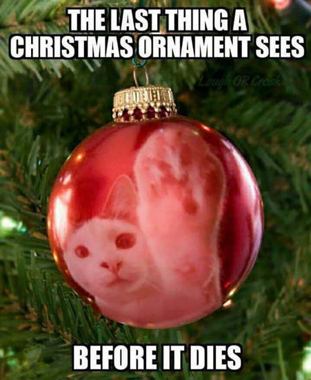 Does This Happen on Your Tree? It does on ours! Grrr
#cats #christmastrees #ornaments #airdrie #crossfield