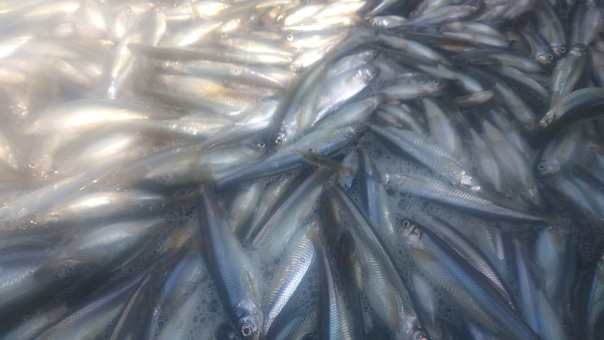 スグルヤ 本日の漁獲量はワカサギ３９キロ ホンモロコ４６キロでした 琵琶湖のワカサギさんはこんなにも大きく成長します 天ぷらで頂きました 子持ちワカサギがたまらん T Co Hn0v4ncejj Twitter