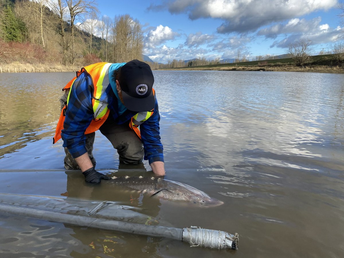 Our members have been busy caring for stranded Sturgeon that have been displaced throughout the floods. Some days till 3am. Happy moments and some sad ones. We are looking for resources from the governments to make sure every fish has the chance of being brought back home.
