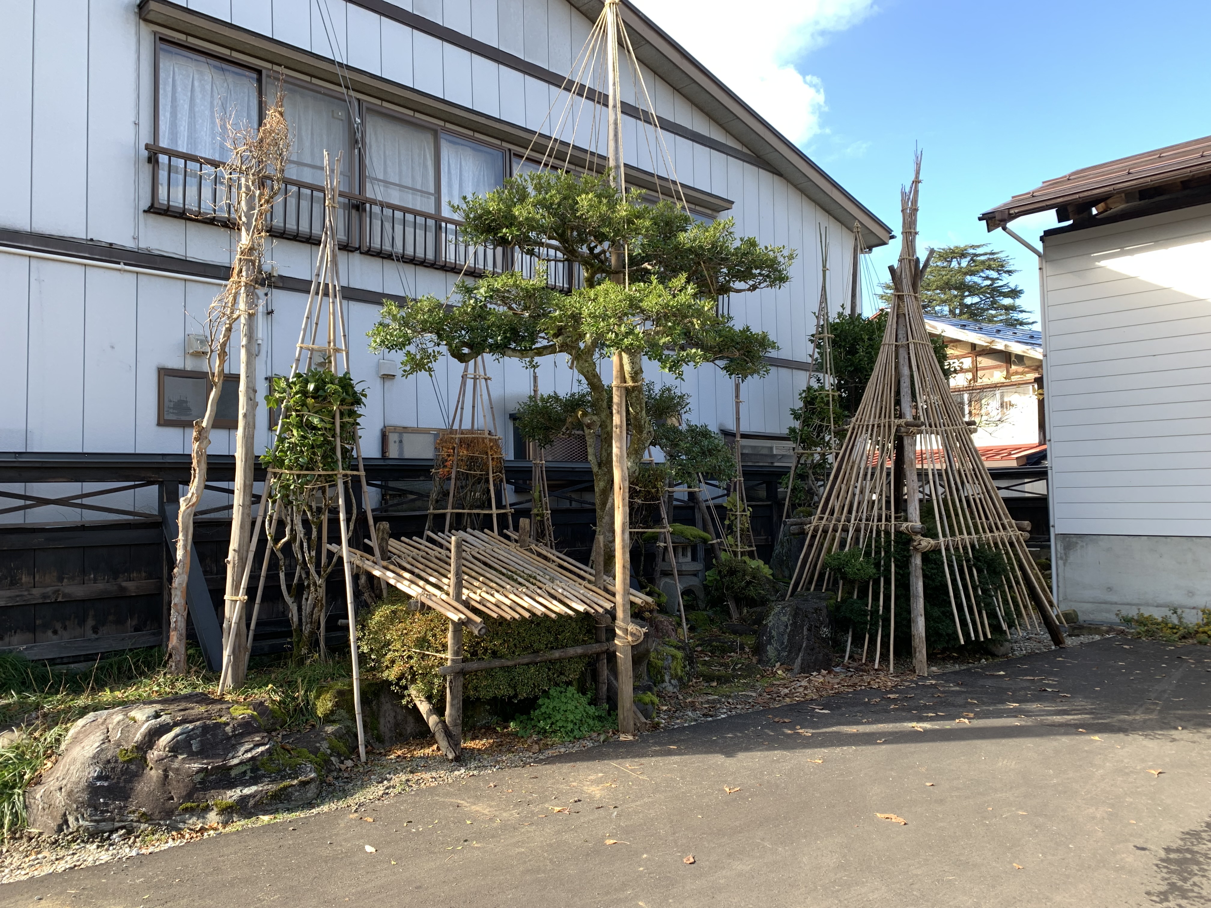 上越酒造 皆さん こんにちは 午前中に通り雨がありましたが 今は穏やかな日が差す上越酒造です 今日は冬囲い 樹木を雪や寒さなどから守る囲いのこと をしました 冬囲いの代表的なやり方として 繩巻き 雪吊り 竹囲い があります 写真には