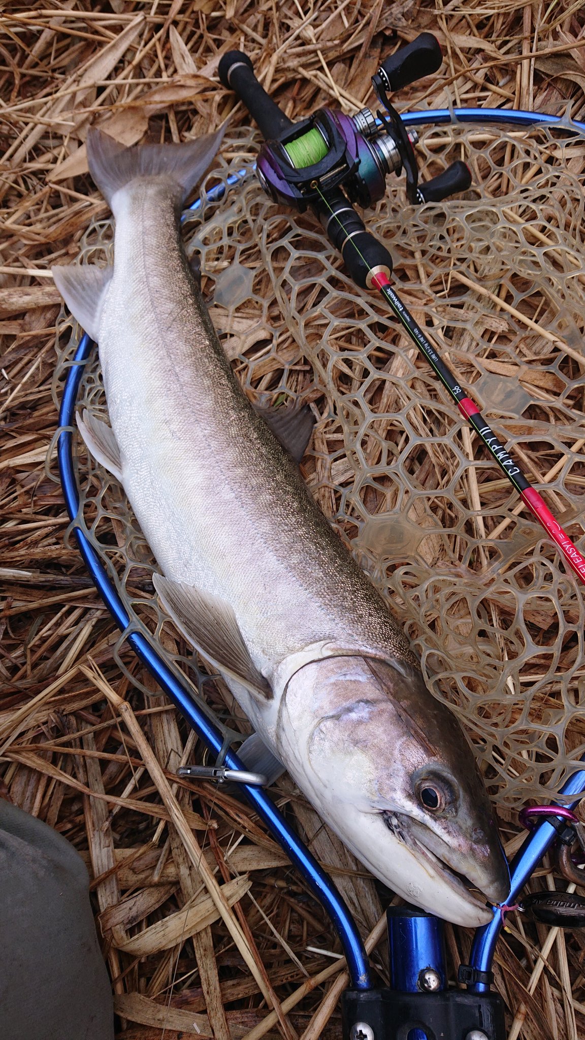 藤川直人 ななおと 今年の川はこれで釣り納め 多分 50半ばくらいのアメマスとその他40クラス 今日もロッドはキャンピー でした ルアーは安定のデベロップ5gと アドロワモーダ4 6g テイルウォーク釣果報告 キャンピー フィールドハンター