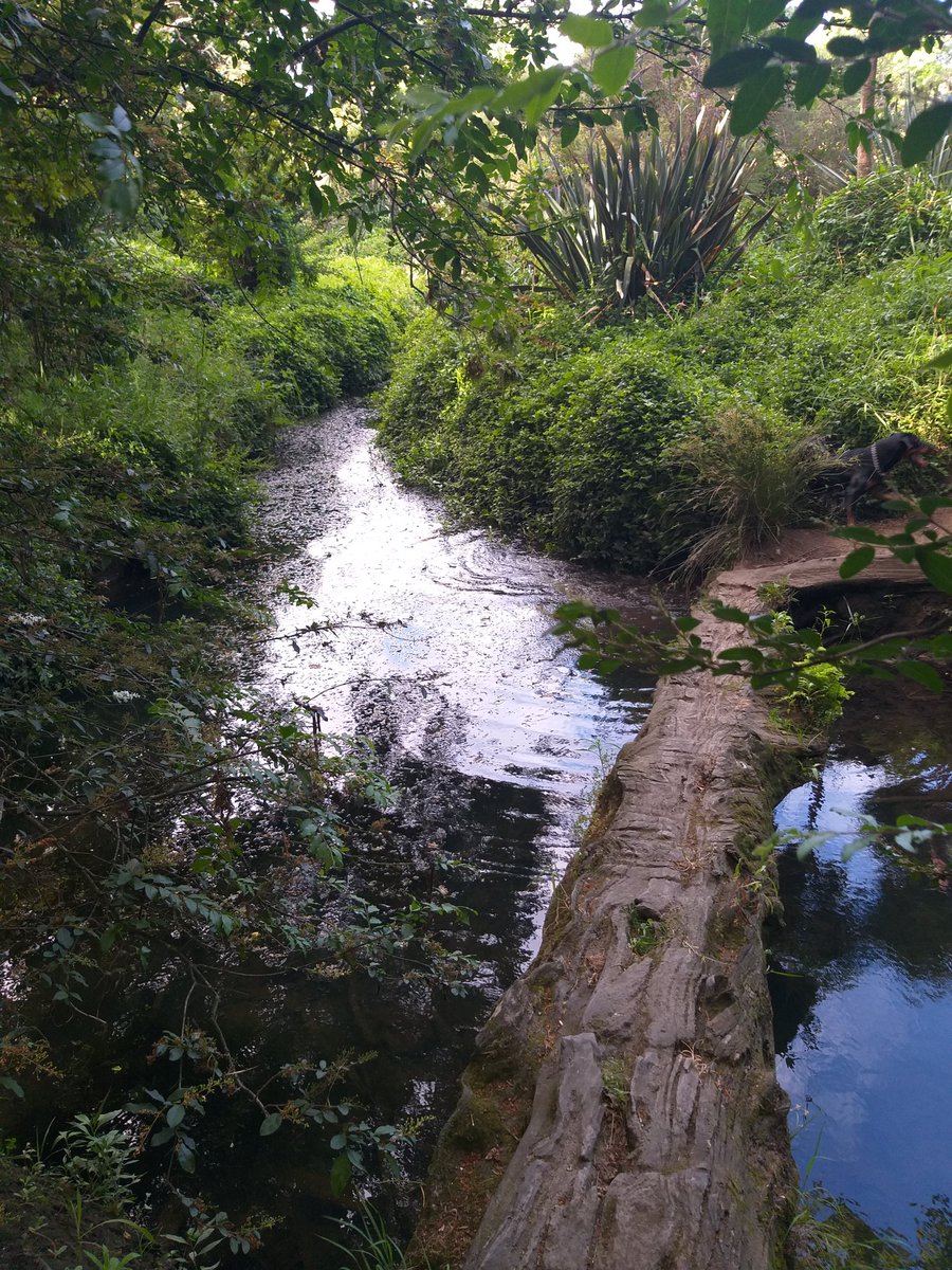 Lisa_Zate's tweet image. 🐷いこまいかい運動部🌸🌼
✅walking 1.5h 
今日は週末なので緑 気温 鳥達 散歩してる人たち そしてクリスマスツリー観賞 外で自然から 感謝
#ダイエット倶楽部 #老化防止 #exerciselover #水2L