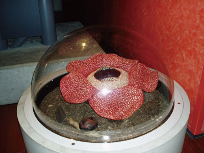 ウェブで楽しむ地球博：学芸員の展示余話】 第42回「世界最大の花を