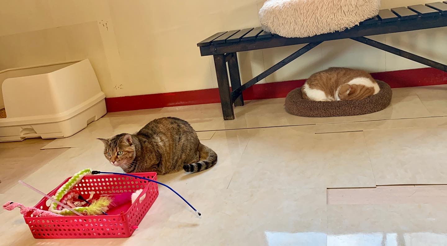 保護猫カフェ 猫婆 今日の杏 サビ柄 は なんだか嬉しそう 年内に杏のトライアルが決まるかも 家猫として お正月が迎えられるといいな 保護猫 保護猫カフェ 里親募集中 里親募集 三重 猫 家族 保護猫カフェ猫婆 猫婆 三重県 鈴鹿市 保護猫カフェ 猫婆 今日の杏 サビ柄 は なんだか嬉しそう 年内に杏のトライアルが決まるかも 家猫として お正月が迎えられるといいな 保護猫 保護猫カフェ 里親募集中 里親募集 三重 猫 家族 保護猫カフェ猫婆 猫婆 三重県 鈴鹿市