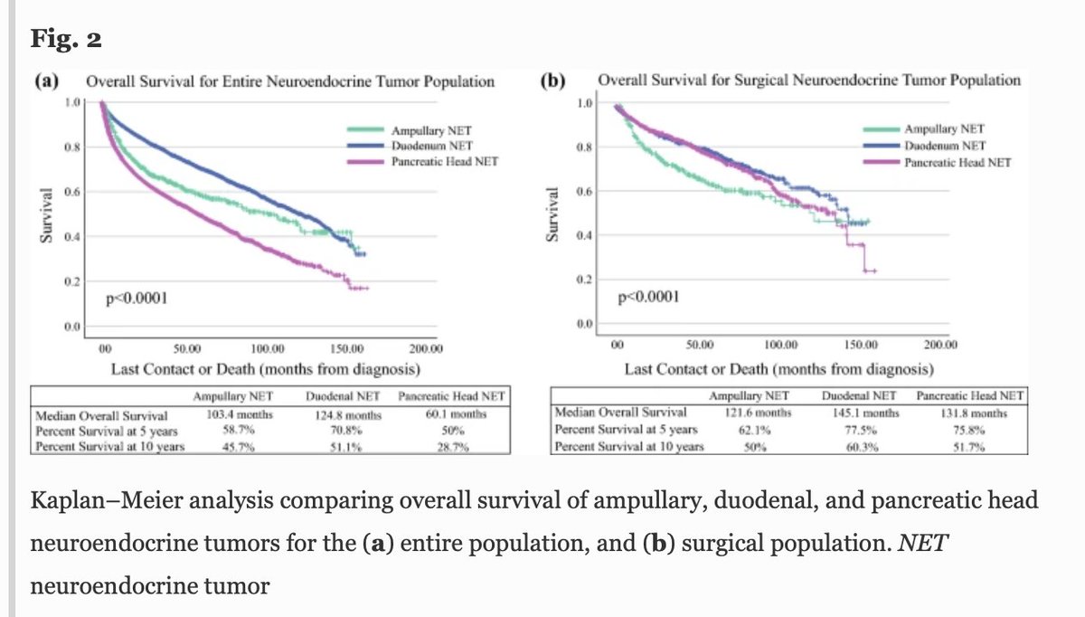Annals of Surgical Oncology (@annsurgoncol) on Twitter photo DECEMBER ISSUE: #AmpullaryNeuroendocrineTumors: Insight into a Rare Histology. rdcu.be/cCXnn <a href="/McMastersKelly/">Kelly McMasters, MD, PhD</a> <a href="/SocSurgOnc/">Society of Surgical Oncology</a> DECEMBER ISSUE: #AmpullaryNeuroendocrineTumors: Insight into a Rare Histology. rdcu.be/cCXnn <a href="/McMastersKelly/">Kelly McMasters, MD, PhD</a> <a href="/SocSurgOnc/">Society of Surgical Oncology</a>