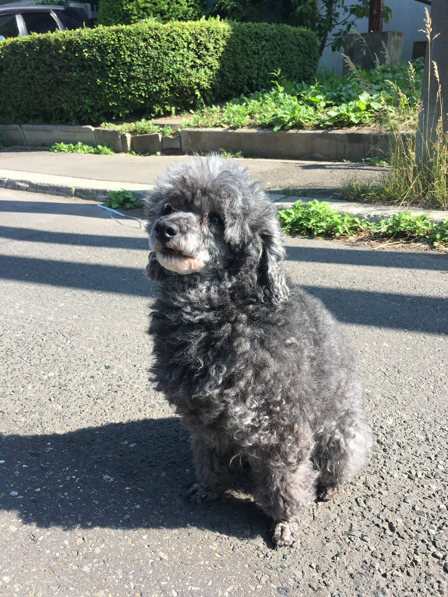 moyoronn2's tweet photo. 犬を探しています。
R3  12/11札幌市東区伏古で首に透明カラーを巻いた黒いプードルが居なくなってしまいました。名前���カイトです！ https://t.co/VrztpsI3bO