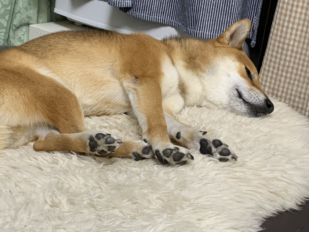 SeJVrOExCGZo7X0's tweet photo. 足のかたまり、可愛い❤️ https://t.co/DVg0DVKu70