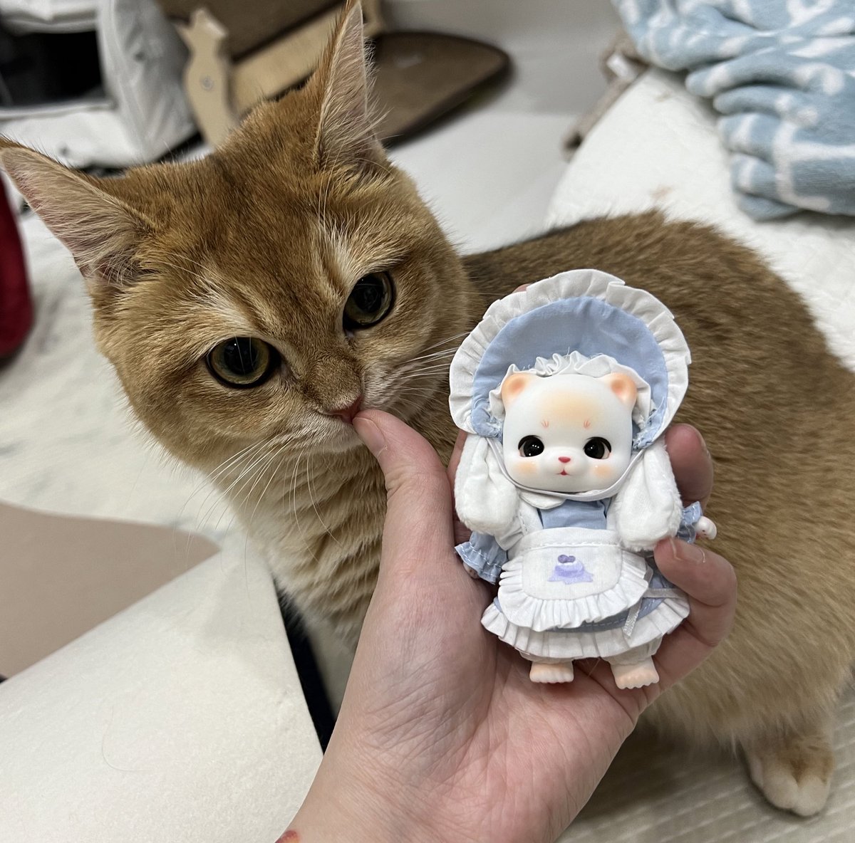 doll_mamma's tweet photo. 귀여움+귀여움=행복🥰 https://t.co/n05wAYzEN6
