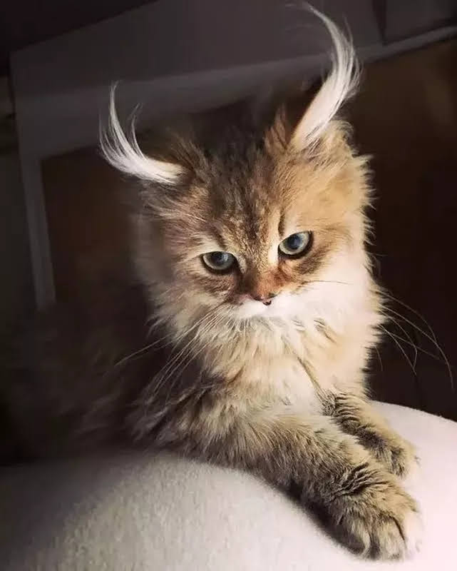 EUnotCoup's tweet photo. Happy #Caturday from Rudolph https://t.co/Jm6sccSlw1