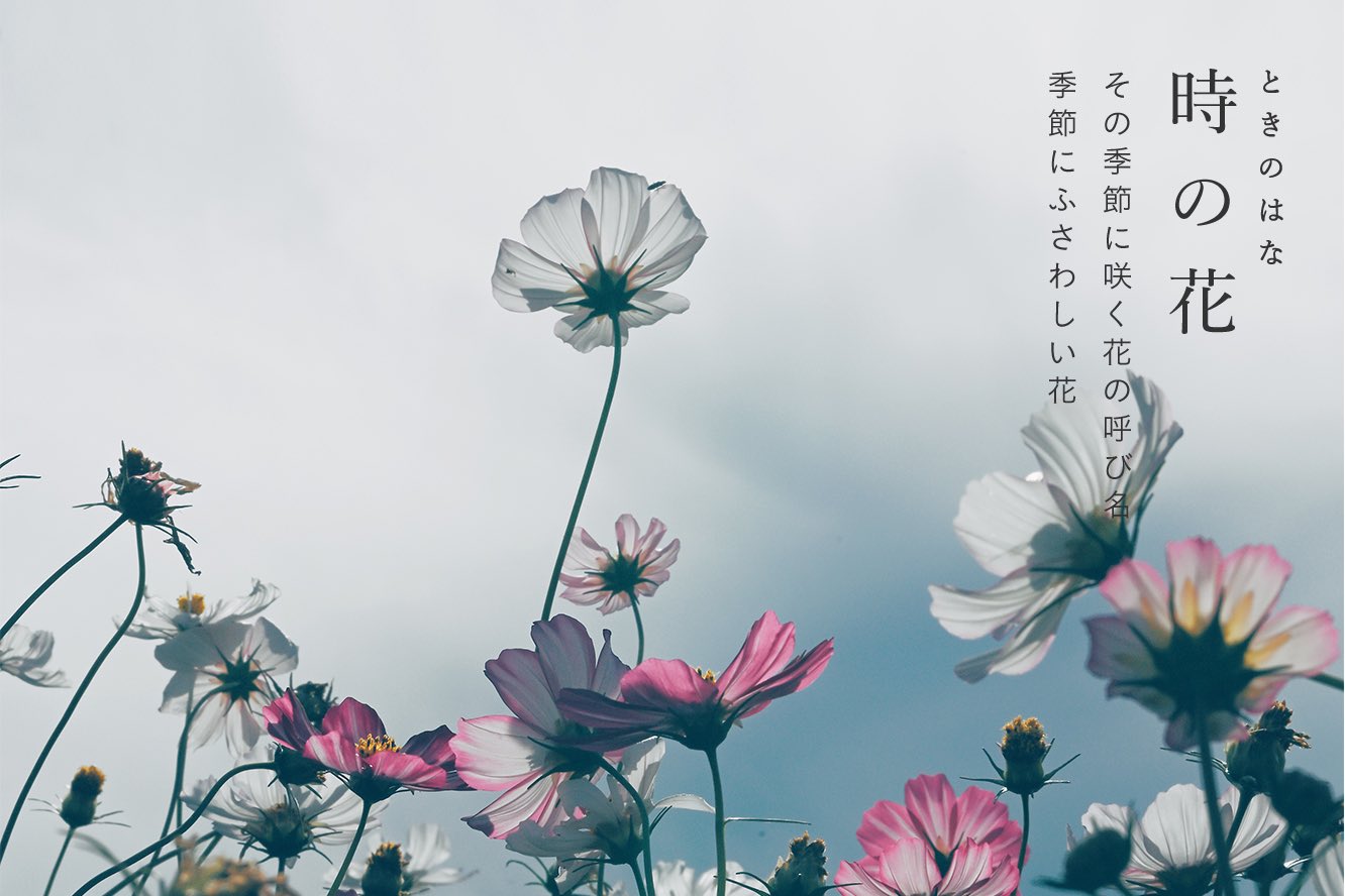 古性 のち 儚く美しい花の和語達 T Co U9cmpojzpt Twitter