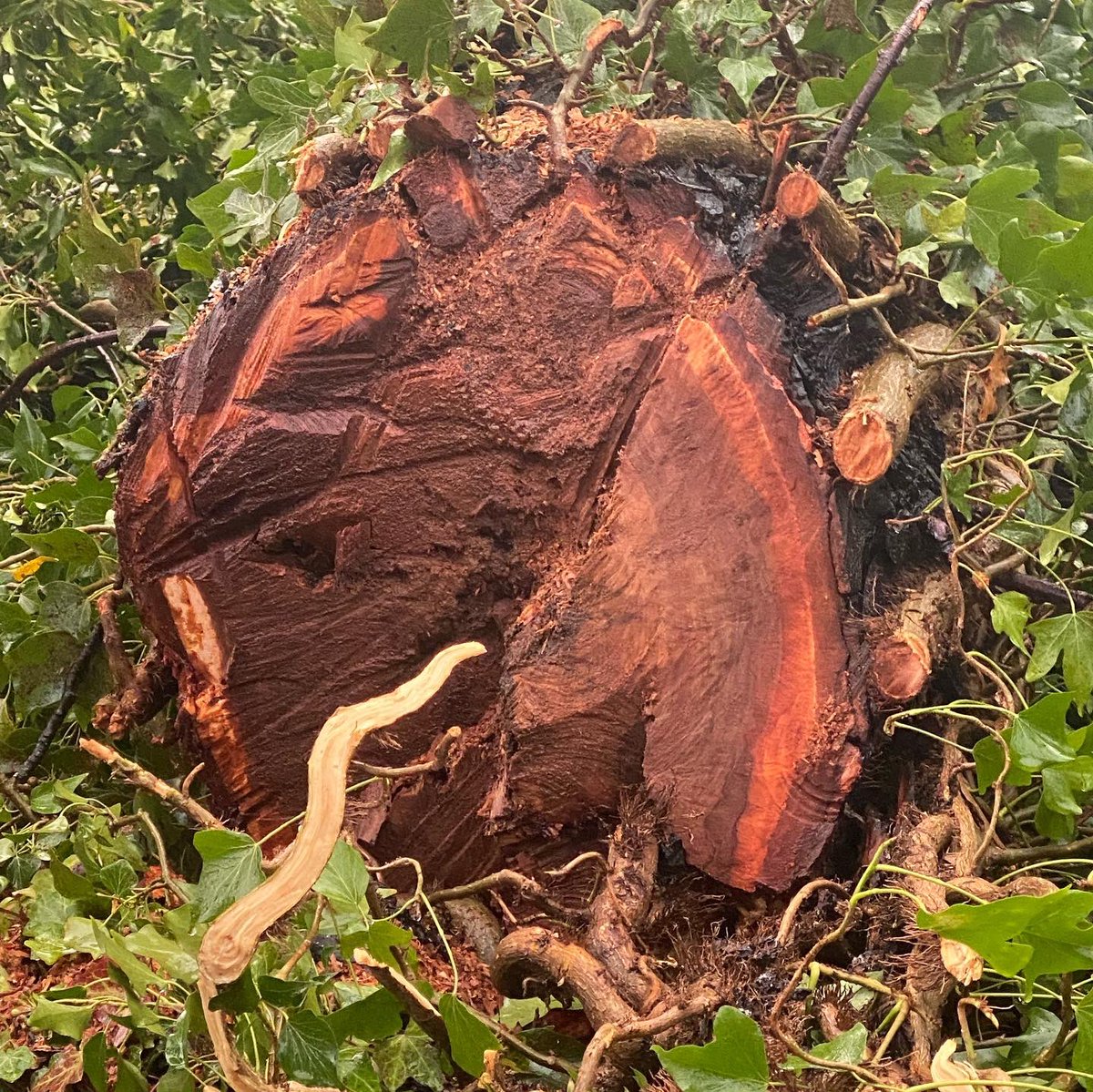 StationEdge's tweet photo. @C2MCRP @Orbit_UK @northernassist @ISS__UK Tree falls this week at the station approach adjacent London Road, cleared away now. #alderleyedge #StormBarra https://t.co/gxmTsakTth