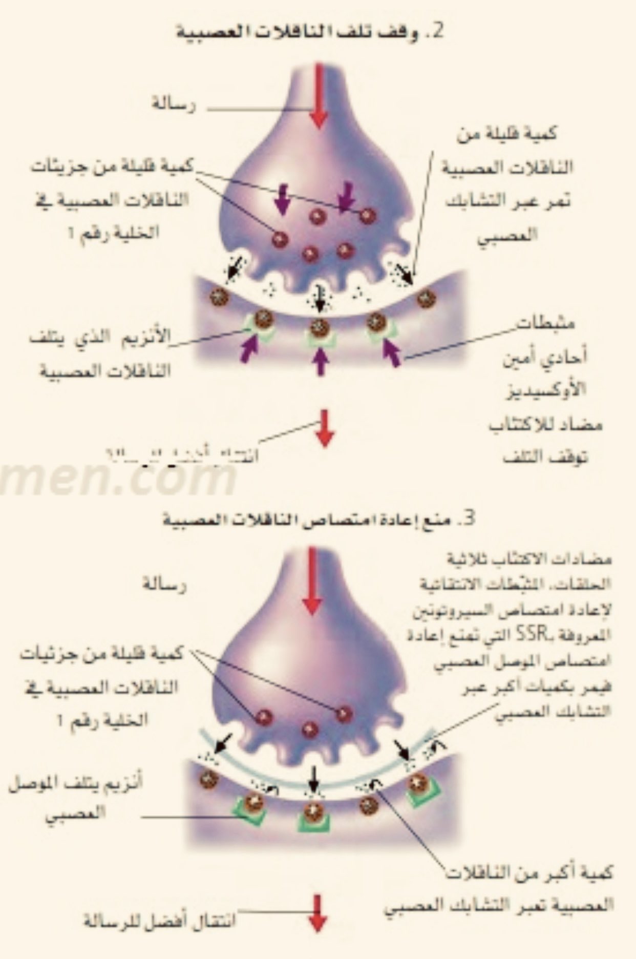 فوائد العصفر للخوف والقلق عالم حواء