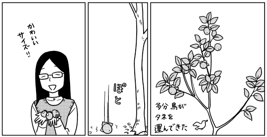 発売中のまんがライフオリジナルに土いじりエッセイまんが「もぐもぐガーデン」掲載されています。
干し柿、秋冬野菜、もぐらよけ風車など。
ライオリ新春特別企画「2022ネコ色紙」プレゼントもあります。うちのねこを描きました。