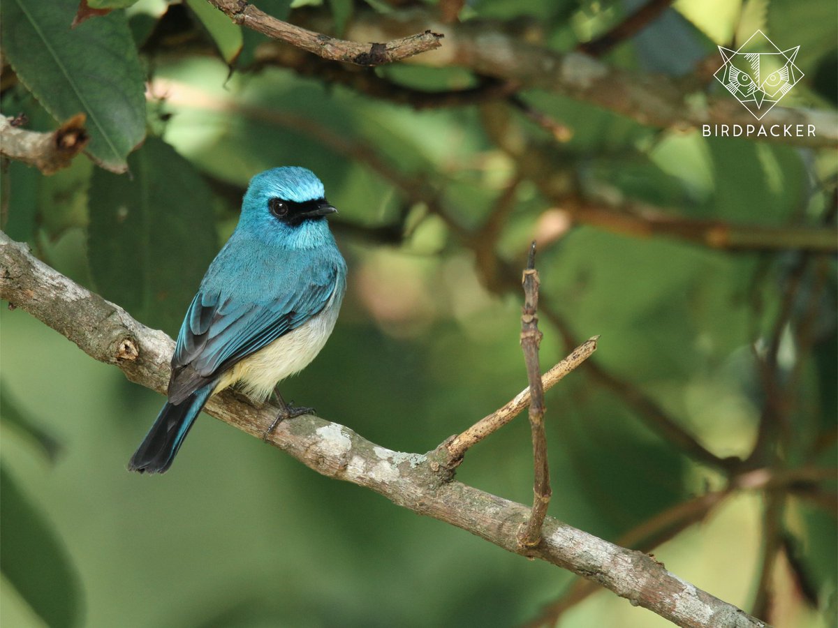 birdpacker's tweet photo. Back pose of Indigo Flycatcher (Eumyias indigo indigo). Race indigo relatively common in montane, submontane primary and moss forests from 900 to 3000 meters asl.

#birdpacker #burungnesia
#birdingindonesia
#birdingjava #birdwatchingtour #bird_brilliance #birdphotography https://t.co/mnhrPSa8JR