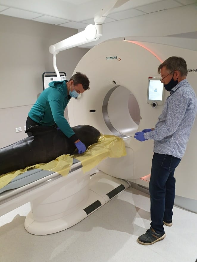 karen_stockin's tweet photo. Thanks to @PacificRadiology, today @RebeccaMBoys @MasseyUni was able to undertake vital research in partnership with iwi, @docgovtnz and @ProjectJonah to better understand welfare outcomes for stranded cetacea #welfarescience #strandings https://t.co/8rivhYfY86