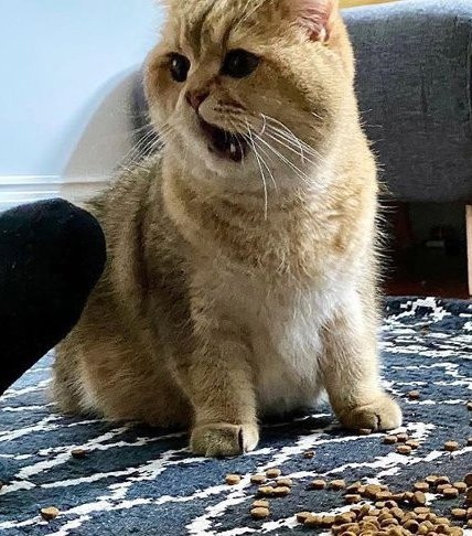 drunktwi's tweet photo. "Случайно уронила корoбку с кормoм, вот реакция моег�� кота" https://t.co/N81vhjJbLG