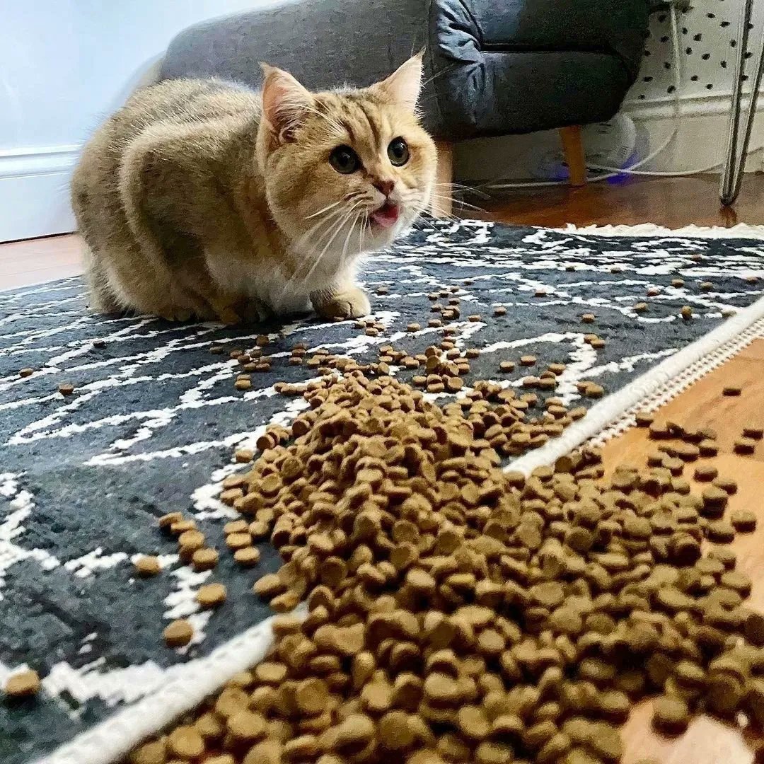 drunktwi's tweet photo. "Случайно уронила корoбку с кормoм, вот реакция моег�� кота" https://t.co/N81vhjJbLG