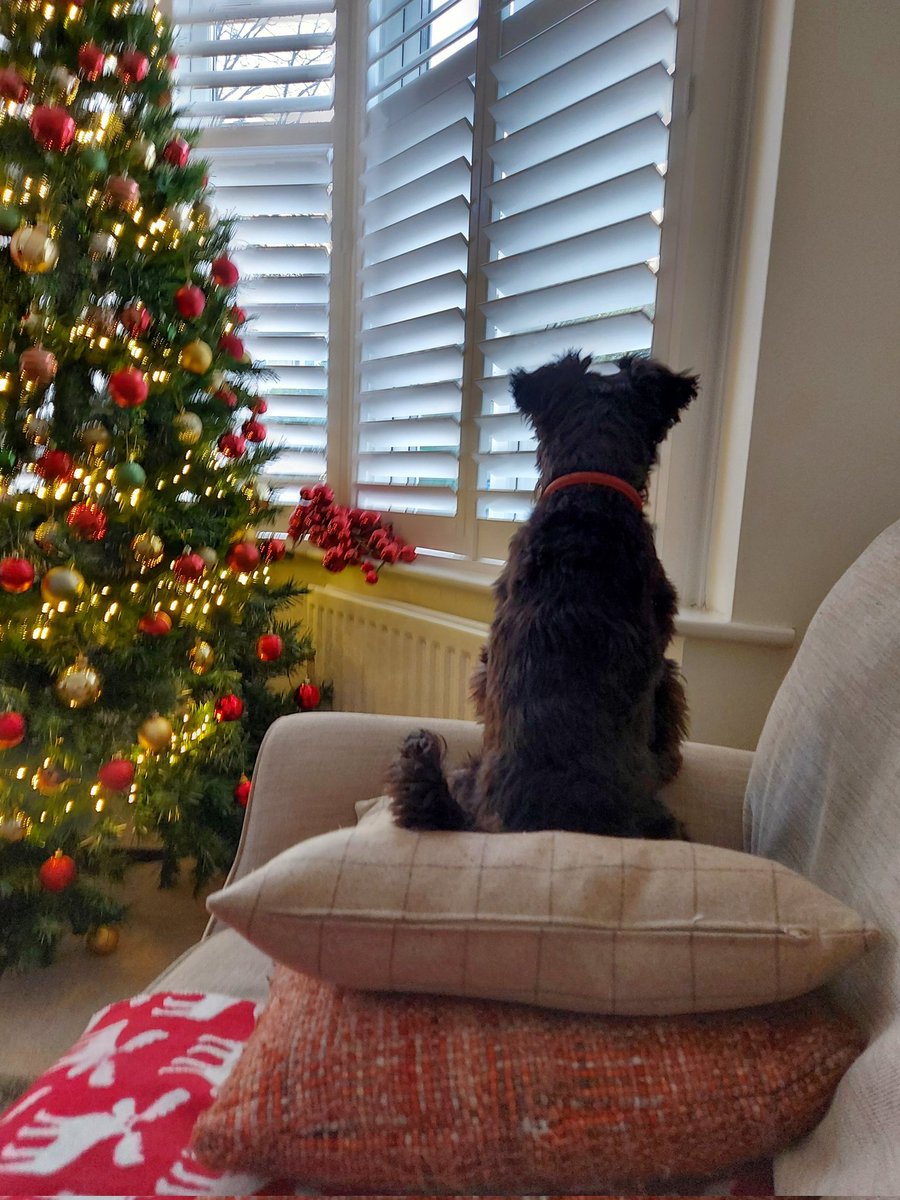 14 sleeps till Christmas!🎅🎄
#Keepyoureyespeeled