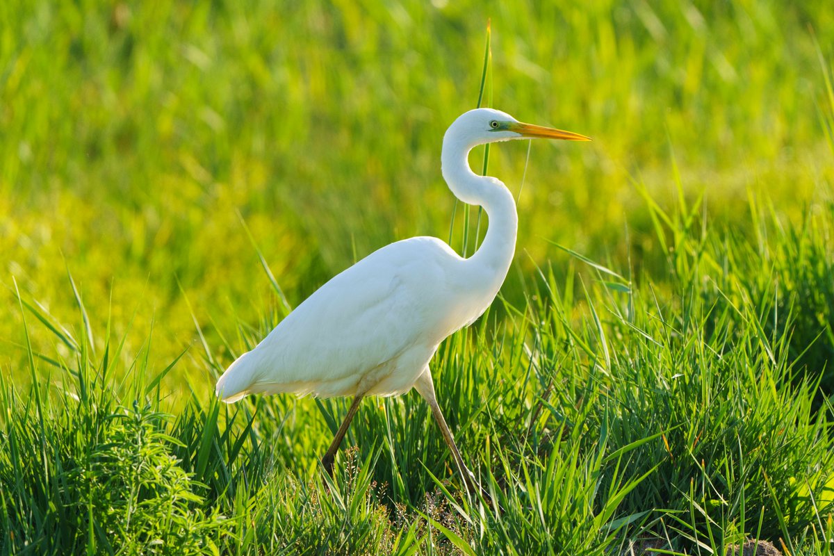 xfgiro's tweet photo. Agró blanc (Ardea alba), Reserva Natural de Sebes, Flix. Maig de 2021.

#ocells #birds #birdwatching #birdphotography #photography #reservanaturaldesebes #terresdelebre

@reservanatsebes https://t.co/2TY7bwuPBJ