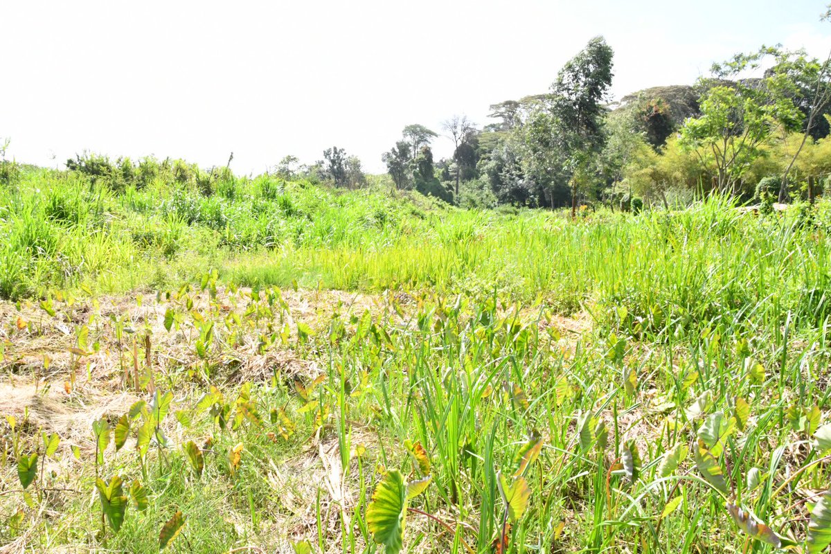 Environment_Ke's tweet photo. Environment and Forest Cabinet Secretary Keriako Tobiko inspects the Kiambu Forest and the site that the late Joannah Stutchbury vehemently fought to defend from destruction.
@AmnestyKenya @wildlifedirect @KeForestService #JUSTICEFORJOANNAH #ReclaimKiambuForest https://t.co/zyLFHzbCkx