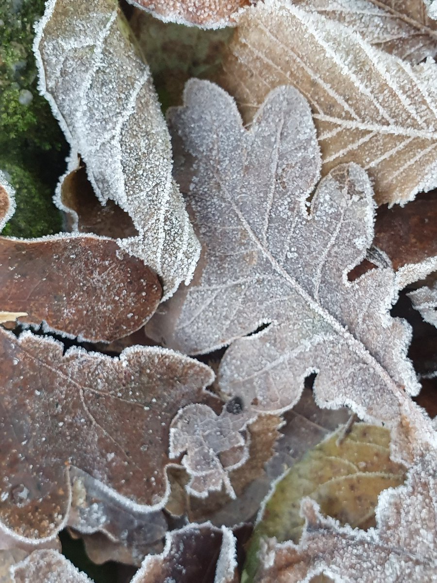 IreneDriehuis's tweet photo. Krant halen en een rondje tuin. Heerlijk dit weer. Frisse neus en prachtige plaatjes. #home #tuin #vorst #winterkind #rijp https://t.co/Ov1sR1CYD4