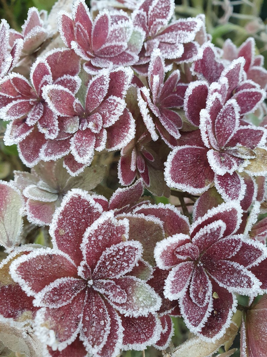 IreneDriehuis's tweet photo. Krant halen en een rondje tuin. Heerlijk dit weer. Frisse neus en prachtige plaatjes. #home #tuin #vorst #winterkind #rijp https://t.co/Ov1sR1CYD4