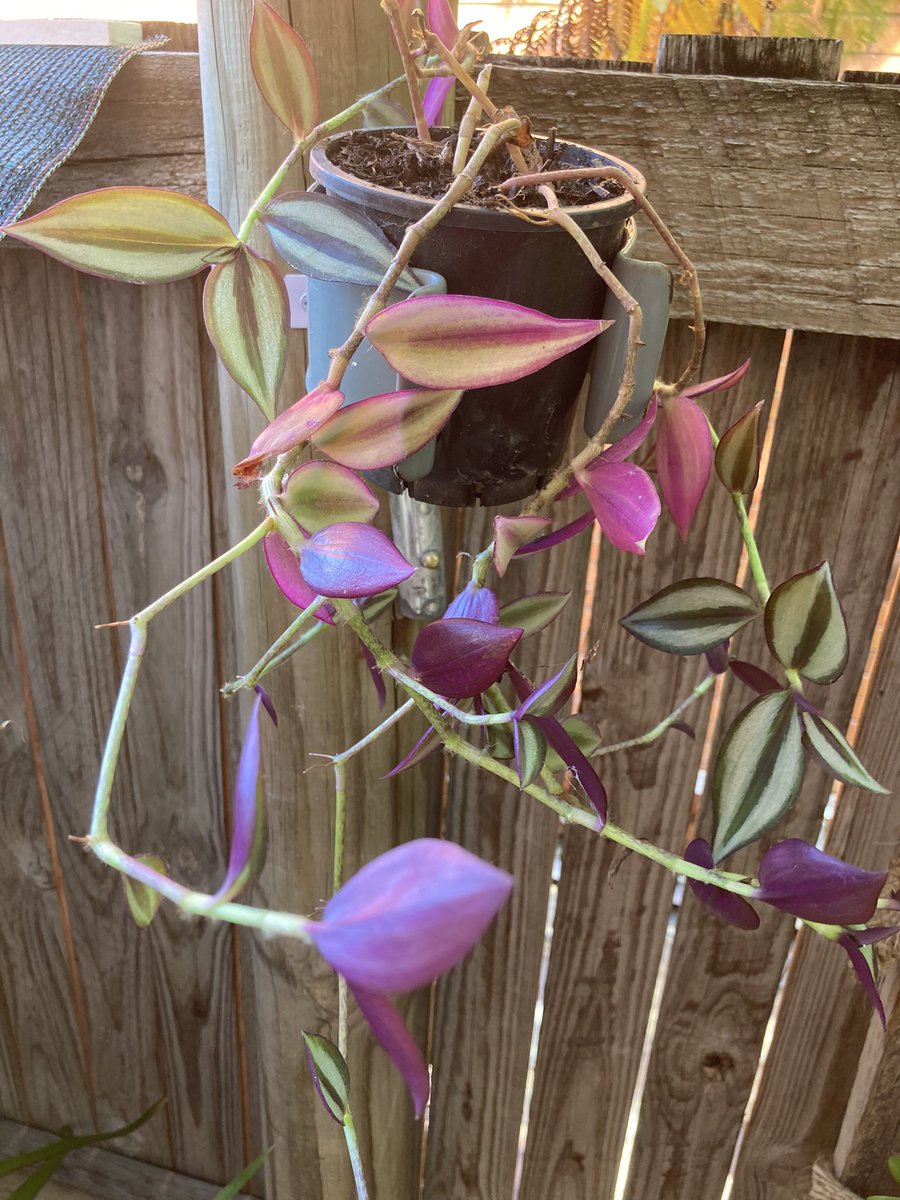 bilfulaAU's tweet image. What to do with crutches when they’re past their use by date. #Recycle them into plant holders. #MobilityAid #MobilityAidRecycling