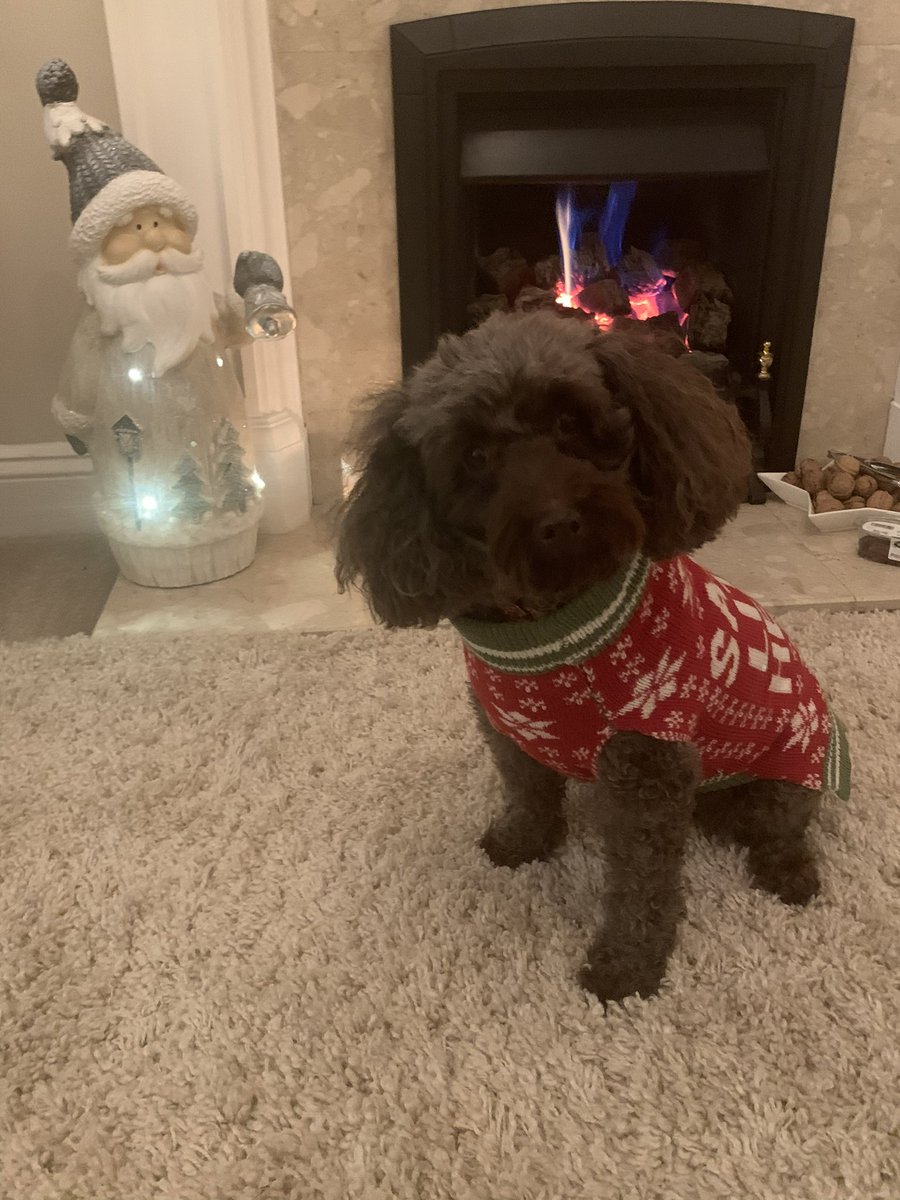 Mooshimanda's tweet photo. @BromfordSales Millie moo rocking her new #ChristmasJumperDay https://t.co/oEgIFwZiuS