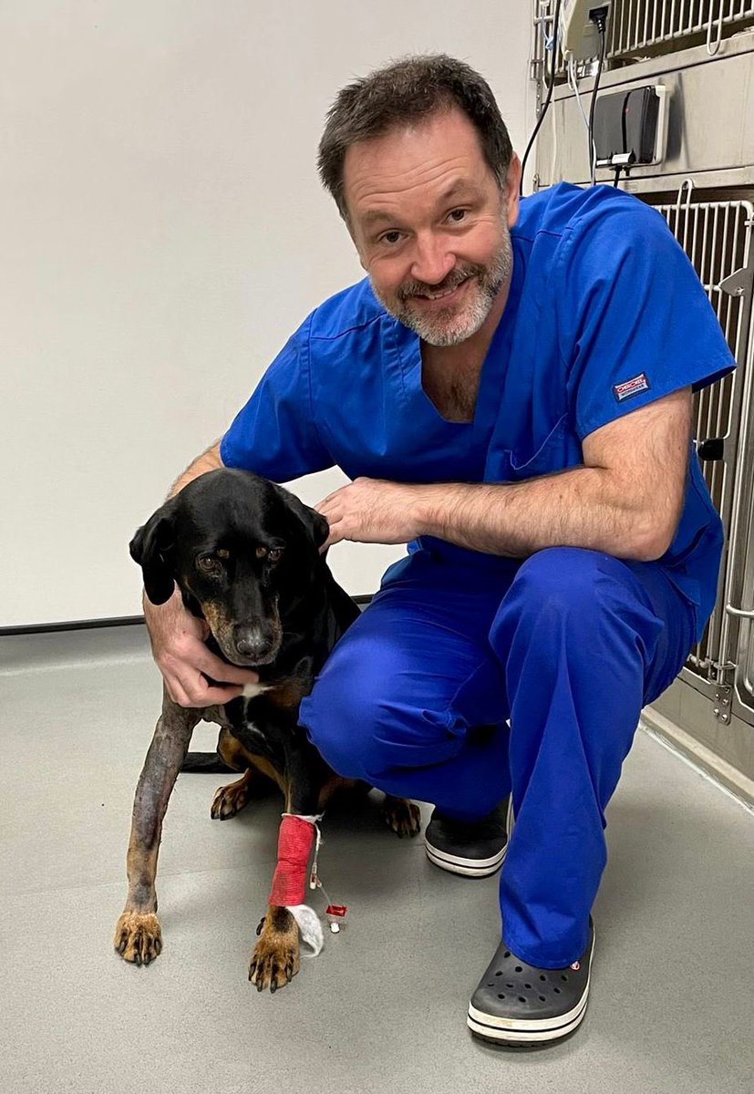 ValleyVets's tweet photo. Meet Jack❤️

He was born &amp; lived on the streets in Turkey. An accident lead to a fracture of his right front leg that was fixed by a vet in his homeland. 

He was then rescued and brought to Wales. He now lives with a lovely owner, but his leg is still causing him problems. https://t.co/GrdgZyYad5