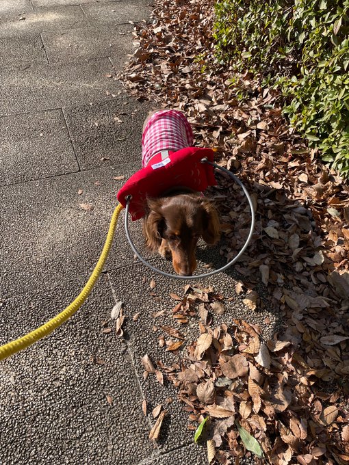 これで安心してお散歩できるよ 盲目の愛犬を救った犬用白杖 21年12月16日 エキサイトニュース