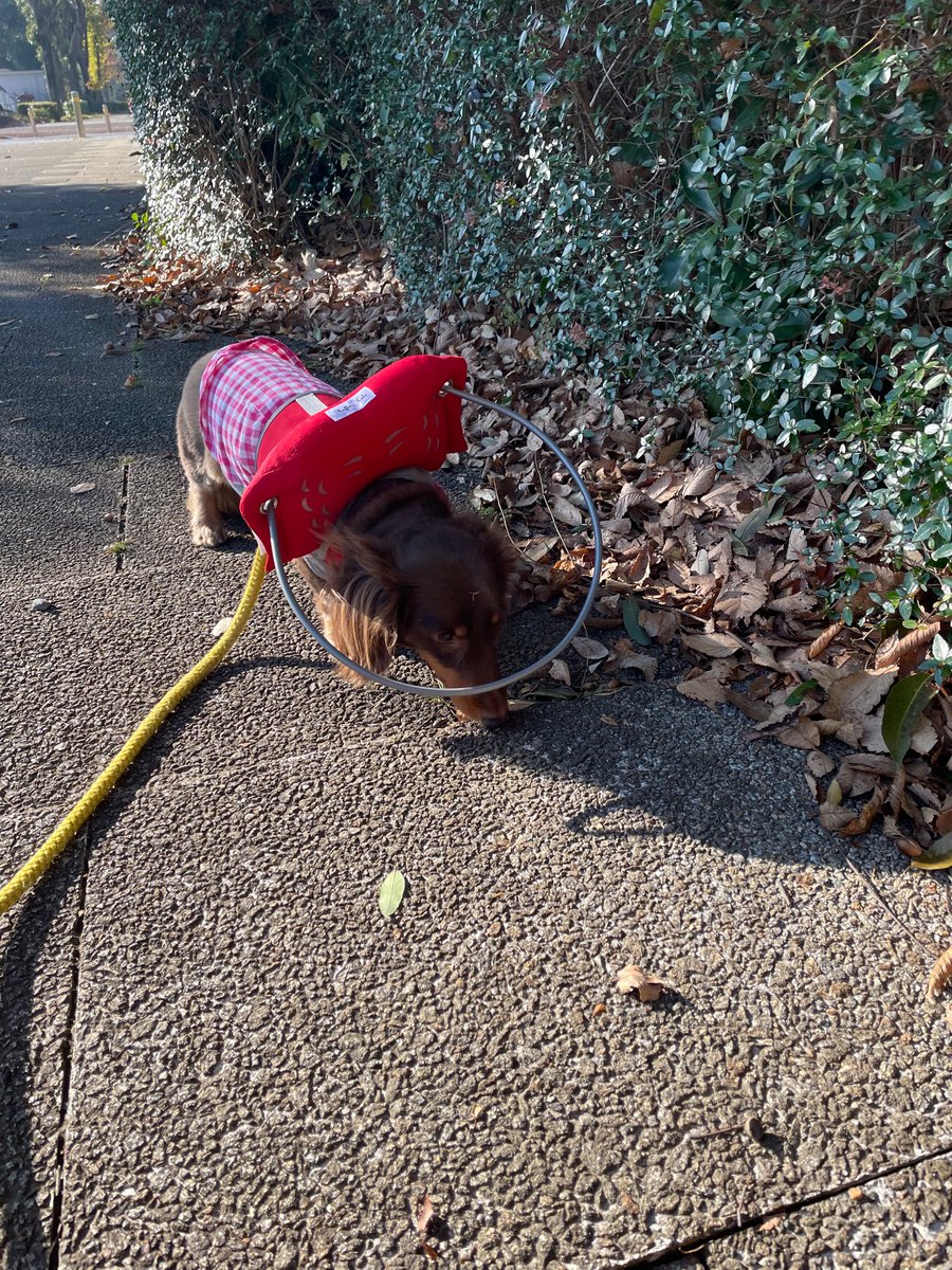 maki_hayachi's tweet photo. 失明後、お散歩拒否だったワン子が、犬用白杖をつけたらどんどん歩くようになりました。どんなこともツールと工夫で乗り越えていけるということは、息子の子育てで学んだ！だから私はくじけないのです😅 https://t.co/q9plbgkNWk