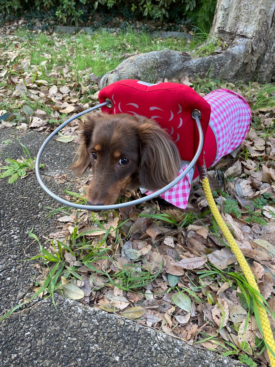 maki_hayachi's tweet photo. 失明後、お散歩拒否だったワン子が、犬用白杖をつけたらどんどん歩くようになりました。どんなこともツールと工夫で乗り越えていけるということは、息子の子育てで学んだ！だから私はくじけないのです😅 https://t.co/q9plbgkNWk
