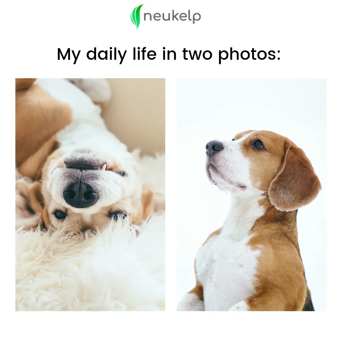 Relatable?🙂 

  #SaturdayThoughts #SaturdayVibes
#memes #dogsoftwitter