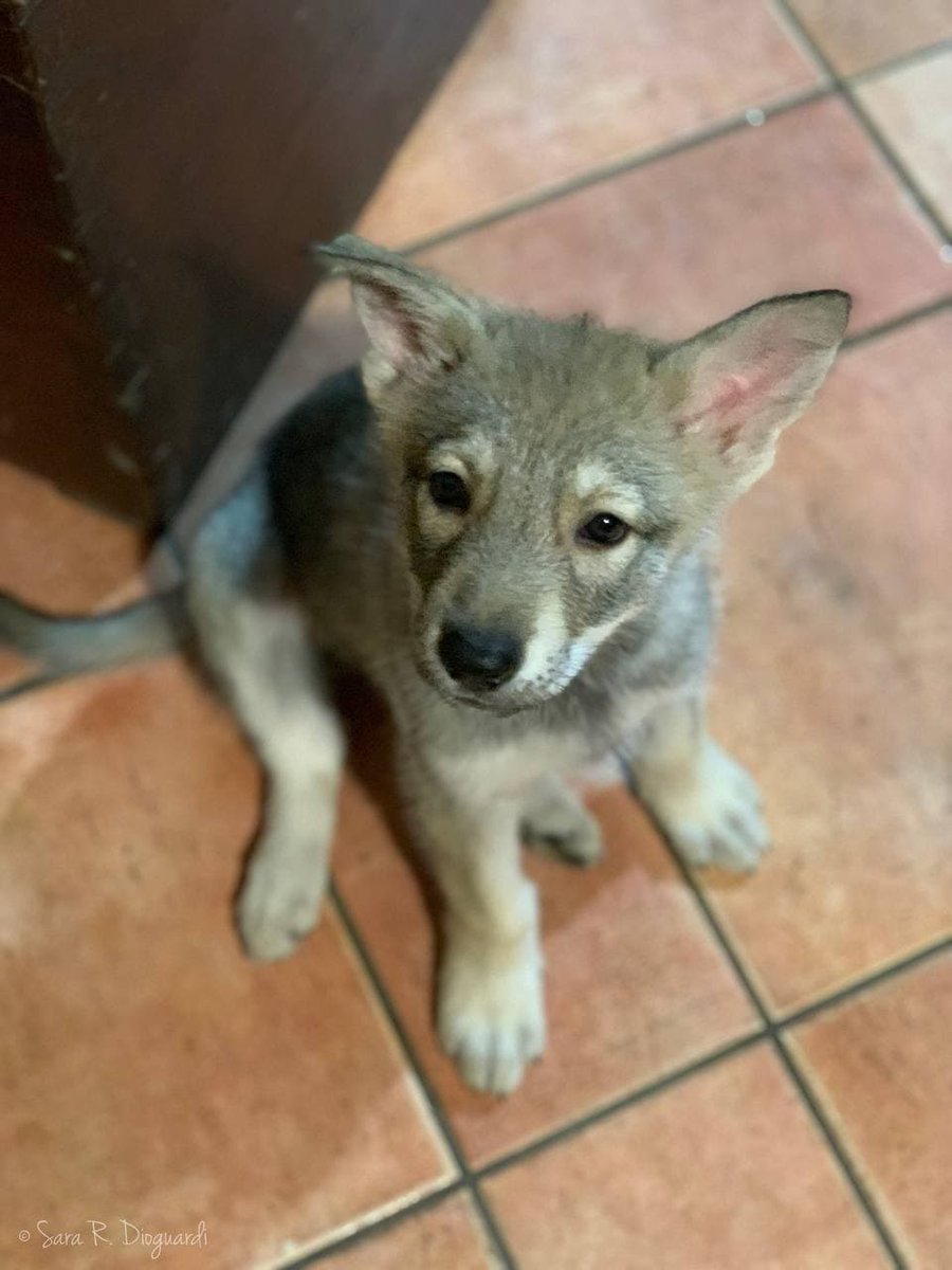 DiFossombrone's tweet photo. Una nostra cucciola di 50 giorni
* info: saarloos@difossombrone.it
- ph. by © Sara R. Dioguardi
.
#puppy #lupetta #saarloos #difossombrone #cuccioli https://t.co/heemgoFDZR