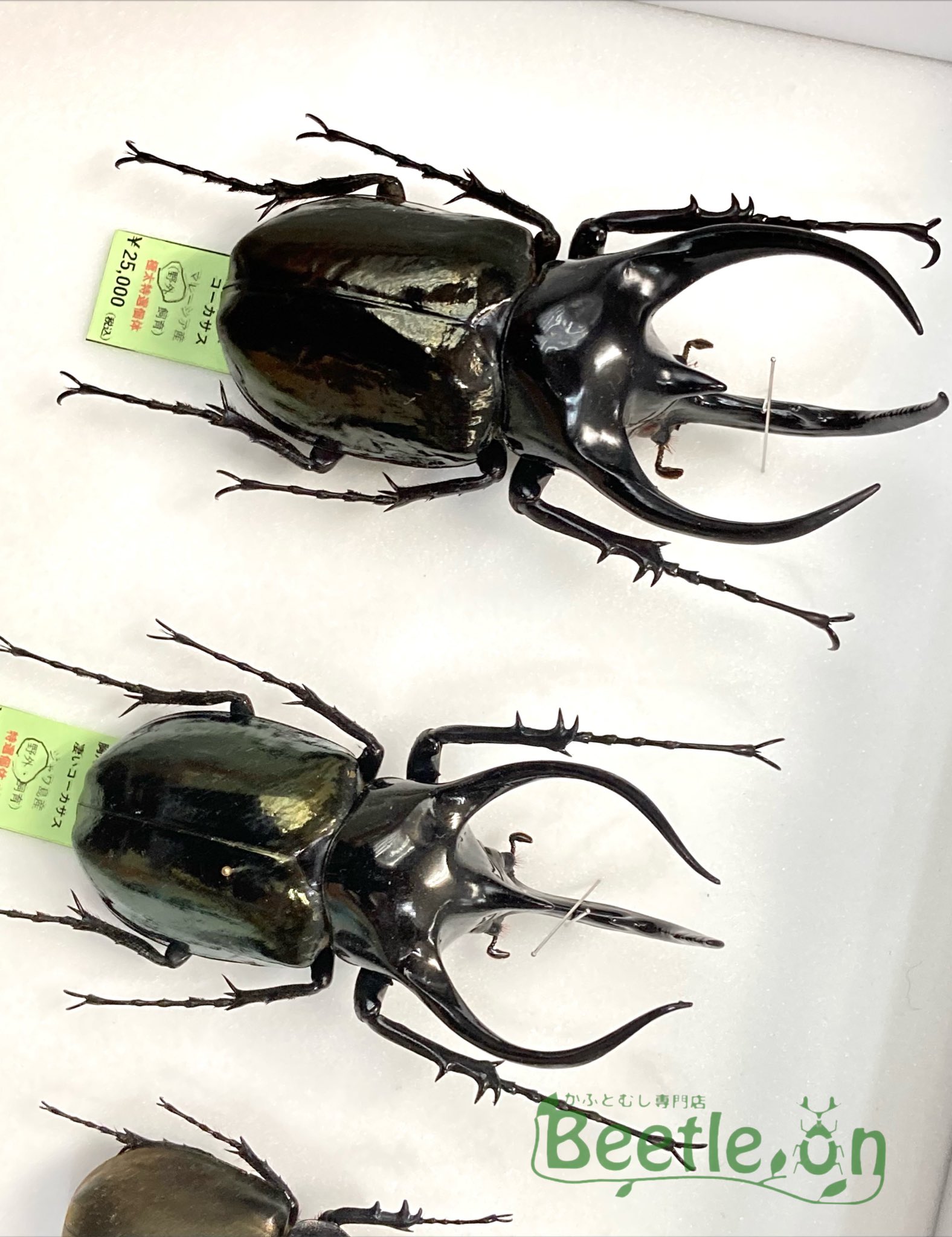 人気のファッションブランド カブトムシ コーカサス ゴライアス バラ売り相談可 クワガタ 標本 コガネムシ 虫類用品 Www Thebeachhousedevon Co Uk