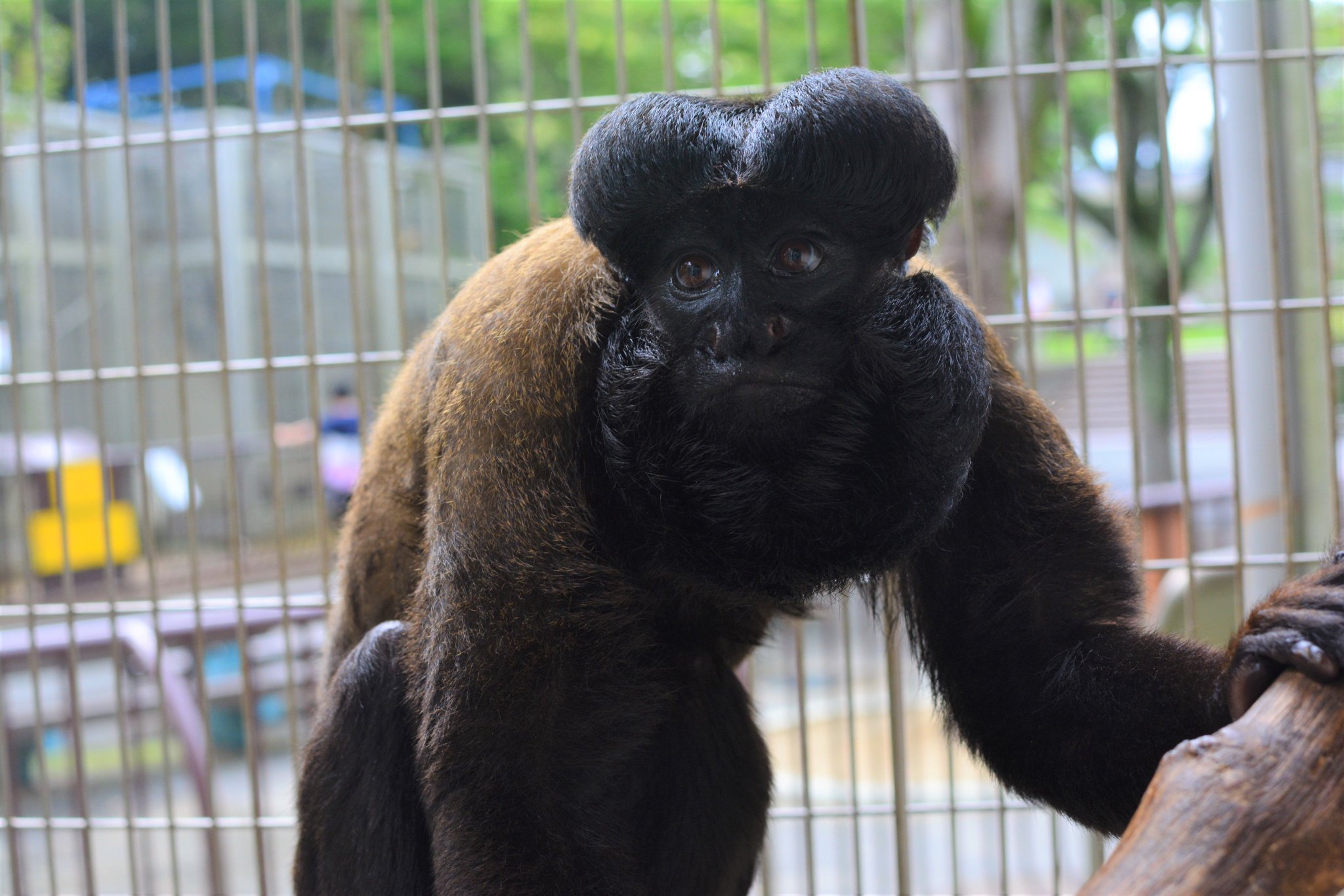 草木と小さな動物 草木と小さな動物