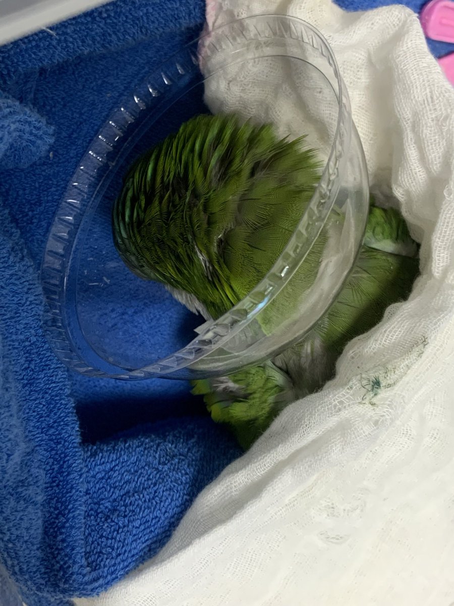 여전히 불쌍한 주먹밥처럼 잔다(´°̥̥̥̥̥̥̥̥ω°̥̥̥̥̥̥̥̥｀)
횃대를 잘 못올라가길래 리빙박스 개조해서 넣었더니 하루에 세번씩 탈출쇼 하는중..