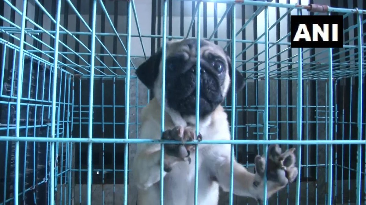 Therealtalkin's tweet photo. #Doghostel facility set up in #Vadodara, #Gujarat
Concept is to provide shelter to the pets of people who travel in emrgncs.We provide basic facilities of walking twice a day,freshening up 4times,basictraining&grooming once a week:#JigneshBrahmakshatriya,trainer #TheRealTalk(ANI) https://t.co/NMKA7mGIbi
