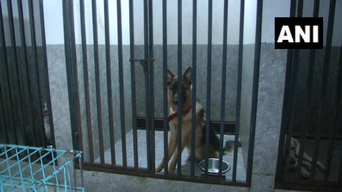 Therealtalkin's tweet photo. #Doghostel facility set up in #Vadodara, #Gujarat
Concept is to provide shelter to the pets of people who travel in emrgncs.We provide basic facilities of walking twice a day,freshening up 4times,basictraining&grooming once a week:#JigneshBrahmakshatriya,trainer #TheRealTalk(ANI) https://t.co/NMKA7mGIbi