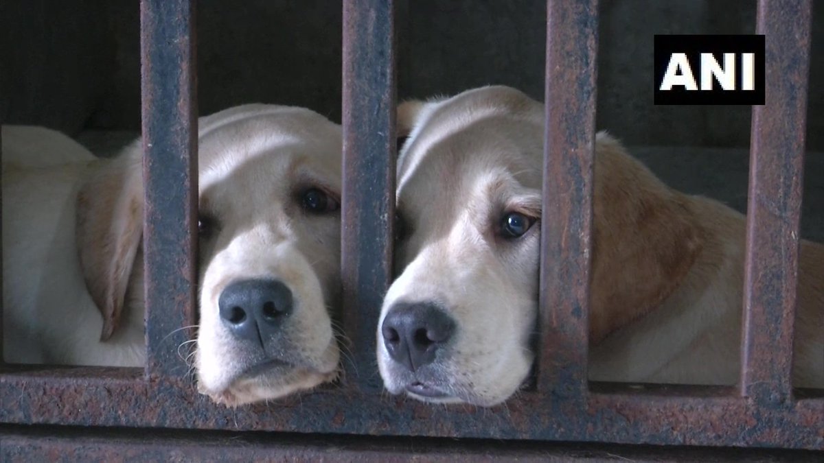 Therealtalkin's tweet photo. #Doghostel facility set up in #Vadodara, #Gujarat
Concept is to provide shelter to the pets of people who travel in emrgncs.We provide basic facilities of walking twice a day,freshening up 4times,basictraining&grooming once a week:#JigneshBrahmakshatriya,trainer #TheRealTalk(ANI) https://t.co/NMKA7mGIbi