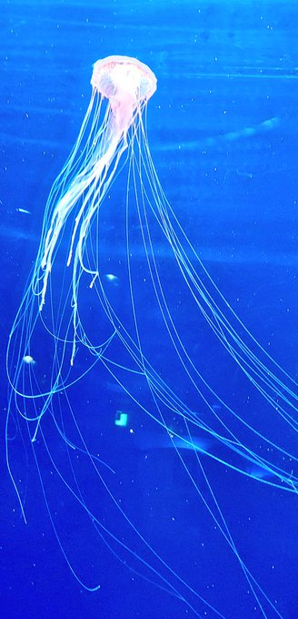 クラゲ好きのtwitterイラスト検索結果 古い順